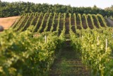 Produkcja wina w Polsce ma być łatwiejsza dzięki nowym przepisom. Rośnie powierzchnia upraw winorośli