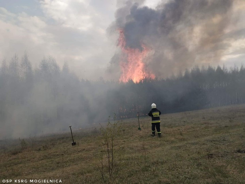 Wielki pożar lasu w gminie Nowe Miasto nad Pilicą. W akcji jednostki strażackie z Grójca i okolic. Ogień w koronach drzew gasiły samoloty