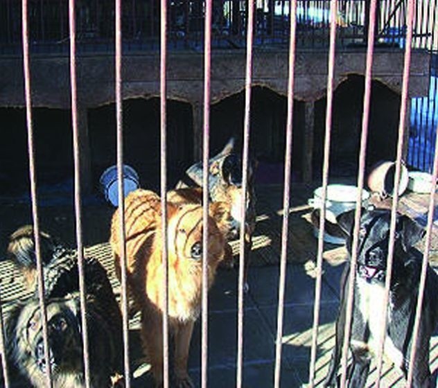 Losem bezdomnych augustowskich psów zainteresowała się tym razem ogólnopolska fundacja "ROTTKA&#8221;