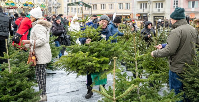 Kiedy będzie zbiórka choinek w Pucku po nowym roku 2023?