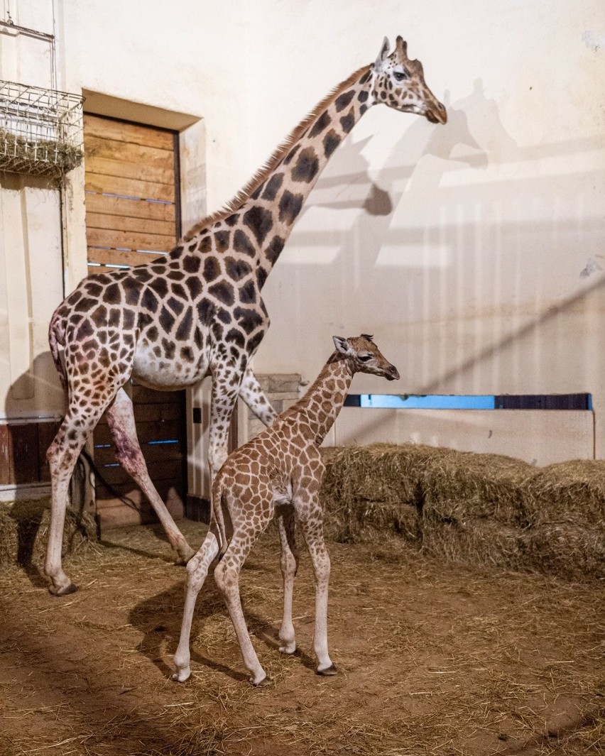 Domino, urodzony niespełna miesiąc temu samiec żyrafy, nie...