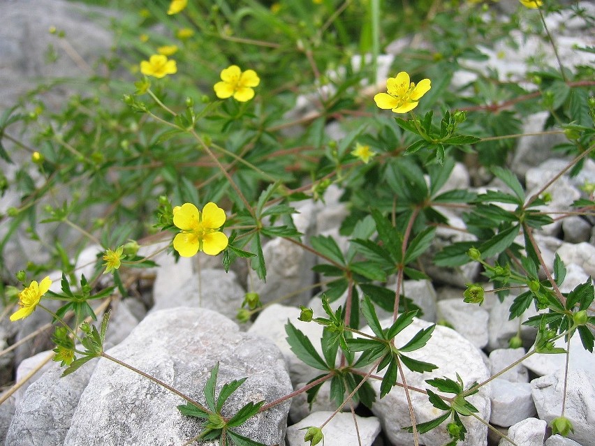 Pięciornik kurze ziele (Potentilla erecta)