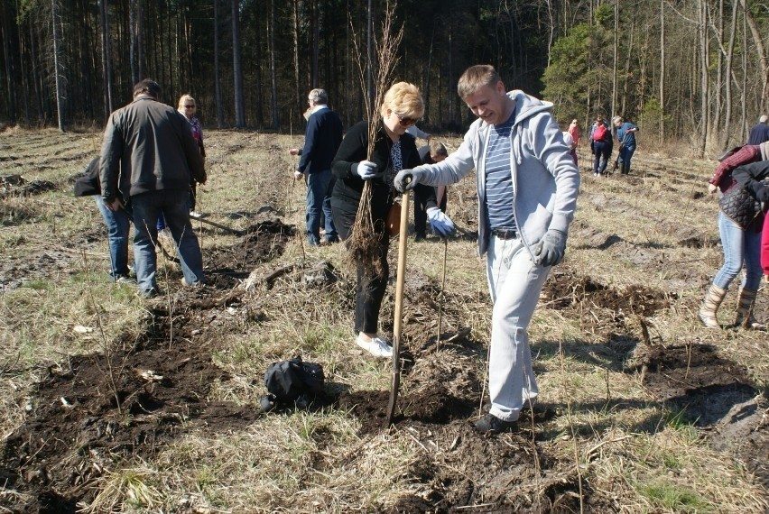 Las Europejski sadzony jest w Dąbrowie Górniczej od 2005...