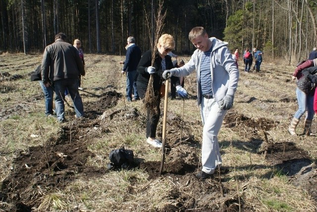 Las Europejski sadzony jest w Dąbrowie Górniczej od 2005 roku Zobacz kolejne zdjęcia/plansze. Przesuwaj zdjęcia w prawo - naciśnij strzałkę lub przycisk NASTĘPNE