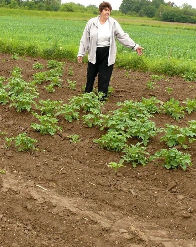 Barbara Pawelec płacze na polu ziemniaków zniszczonych przez...