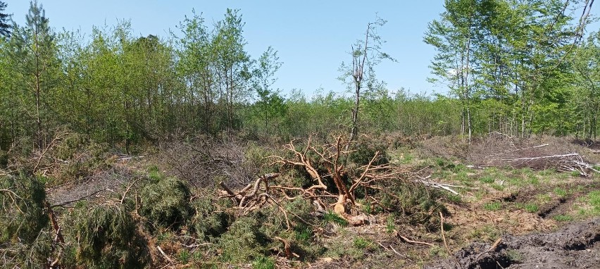 Jakie są ceny drewna opałowego w śląskich nadleśnictwach?...