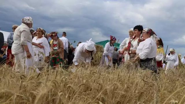 Żniwowanie nad zalewem Maczuły w ubiegłym roku przyciągnęło mnóstwo osób.