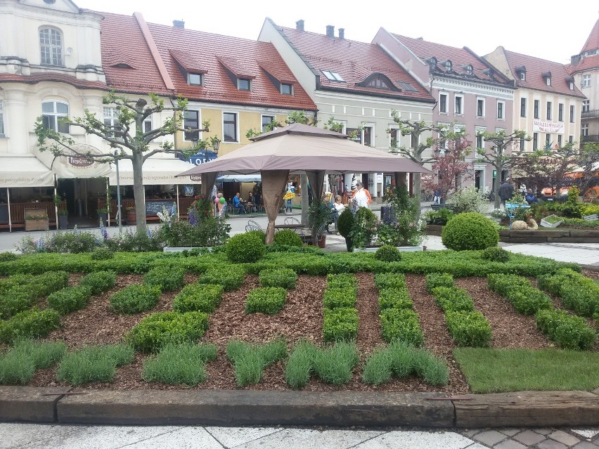 Rynek w Pszczynie na Daisy Days zmienił się w ogród