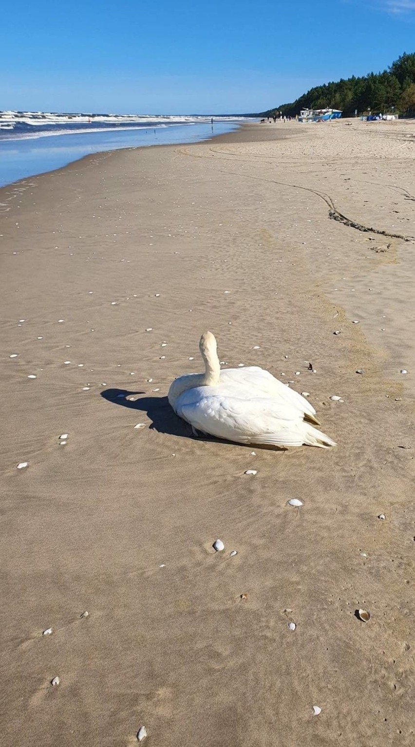 Łabędź na plaży w Kątach Rybackich. Na przyjazd służb turyści czekali kilka godzin