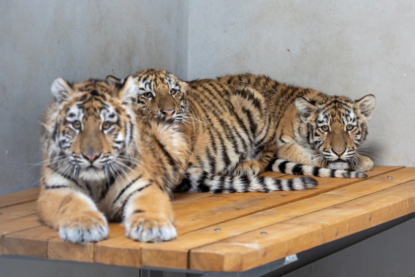 Tygrysy przywiezione z azylu koło Kijowa.