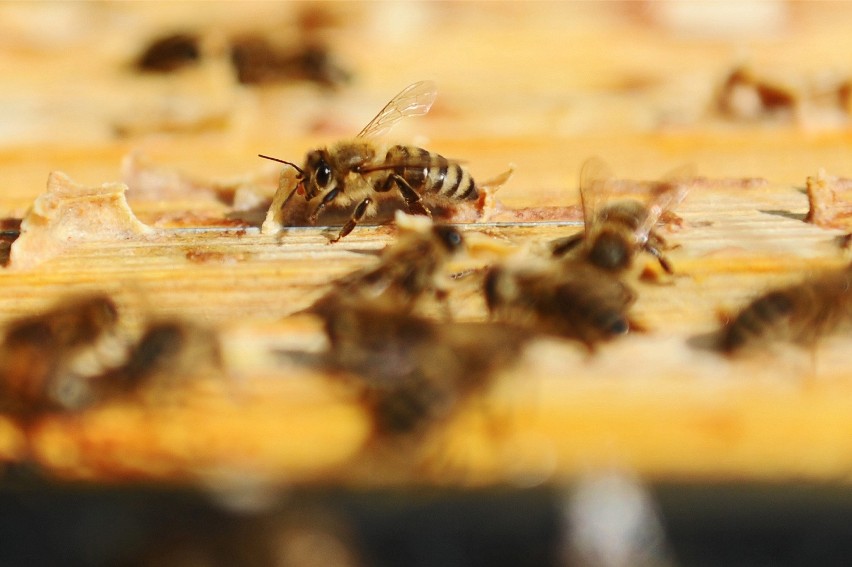Ratusz da zgodę na postawienie pasiek. Pszczoły zamieszkają na dachu CSK i KUL
