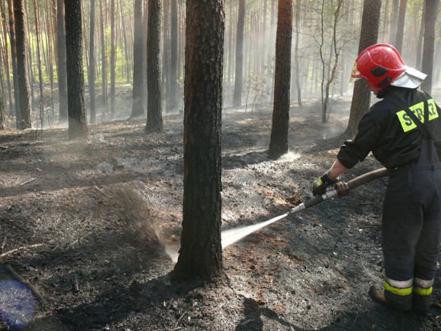 W kwietniu strażacy gasili dwa hektary lasu w Stalowej Woli.