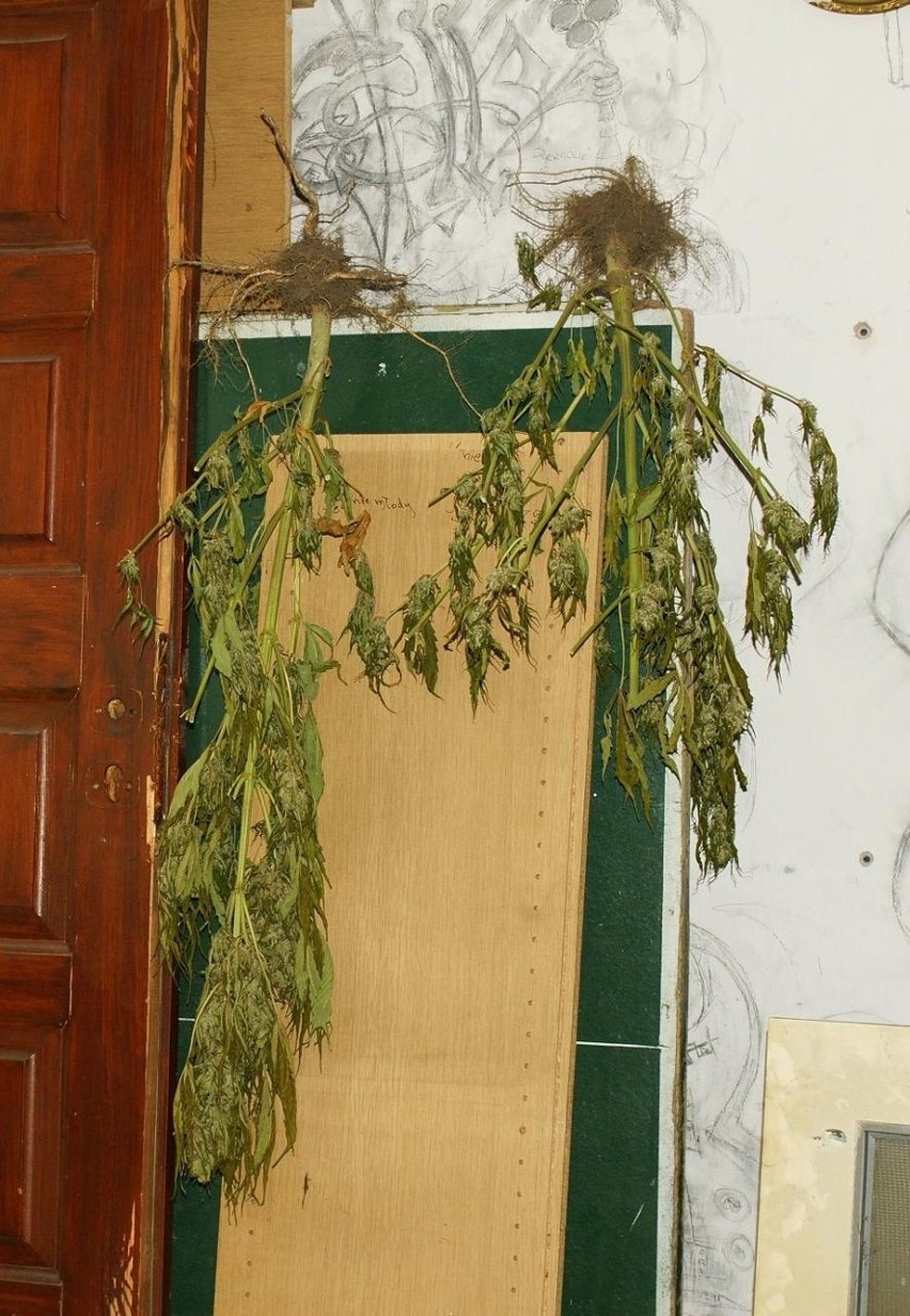 Zambrów. Trzy miesiące aresztu za susz roślinny (zdjęcia)