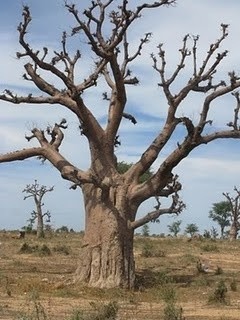 Senegal wita