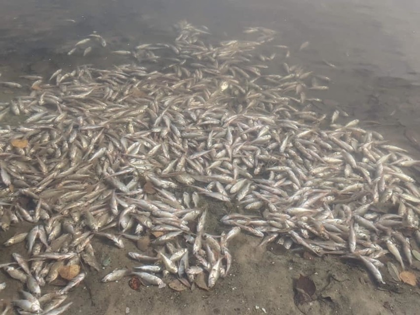 Kryspinów, Budzyń. Setki śniętych ryb w Zalewie Na Piaskach. Wędkarze podnieśli alarm