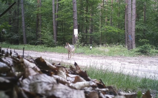 W lasach nadleśnictwa Kłodawa coraz częściej można spotkać wilka.