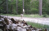 Coraz więcej wilków w lubuskich lasach [WIDEO, MAPA]