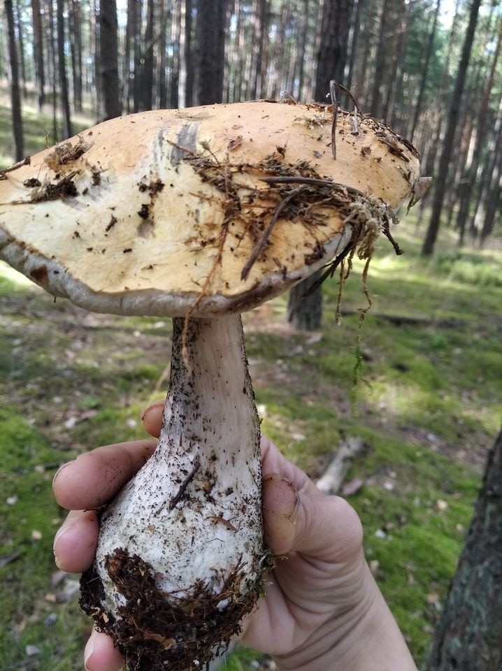 Nie ma grzybów w pomorskich lasach! Lasy świecą pustkami - tak wygląda sezon na grzyby na Pomorzu. Kiedy będzie można wybrać się na grzyby?