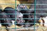 Świnki wietnamskie pojawiły się w białostockim zoo