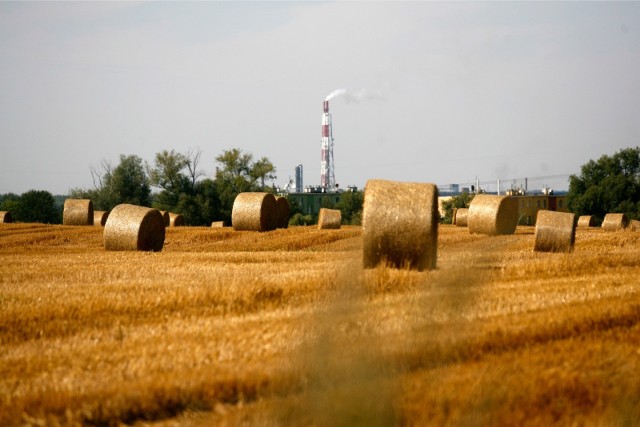 Jak wynika z danych GUS, zbiory zbóż były o 16 proc. niższe od ubiegłorocznych