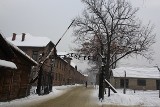 Małopolska Kurator Oświaty Barbara Nowak żąda "tylko polskich przewodników" w Muzeum Auschwitz