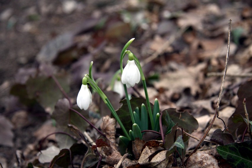 Pogoda w Lublinie: Idzie wiosna. W Ogrodzie Botanicznym UMCS kwitną przebiśniegi (ZDJĘCIA)