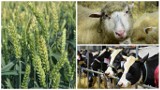 Ubezpieczenia upraw rolnych i zwierząt gospodarskich w 2017 r. - na jakich zasadach?
