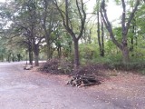 Wycinka drzew w parku im. Poniatowskiego