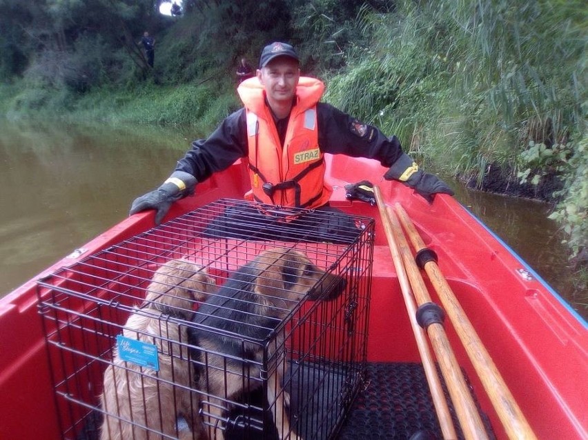 Włodawa. Ktoś wyrzucił psy do Bugu. Utrzymywały się na konarze drzewa