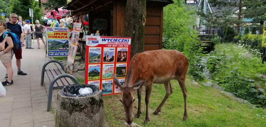 Z kilku dniowym wyprzedzeniem trzeba rezerwować miejsce na...