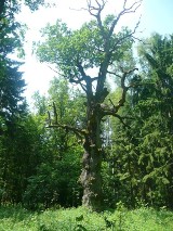 Białowieża. Szlak dębów Królewskich dobry na długi majowy weekend