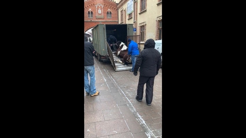 Kraków. Koniowi, który przewrócił się w centrum miasta, grozi uśpienie. Wstał na krótko, teraz leży