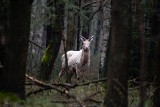 Nie tylko biały jeleń                                                        