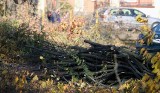 Wycinka drzew przy Świtezianki. Hanna Zdanowska złożyła zawiadomienie do prokuratury