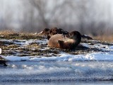 Wiosna 2011: Dzikie zwierzęta nad podlaskimi rzekami