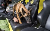 Psy tropiące, uzbrojeni policjanci - Dortmund przygotowany na mecz [ZDJĘCIA]