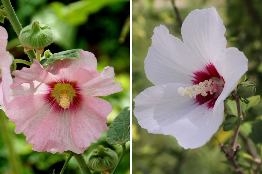 Malwa ogrodowa z lewej i ketmia syryjska z prawej. Hibiskusy...