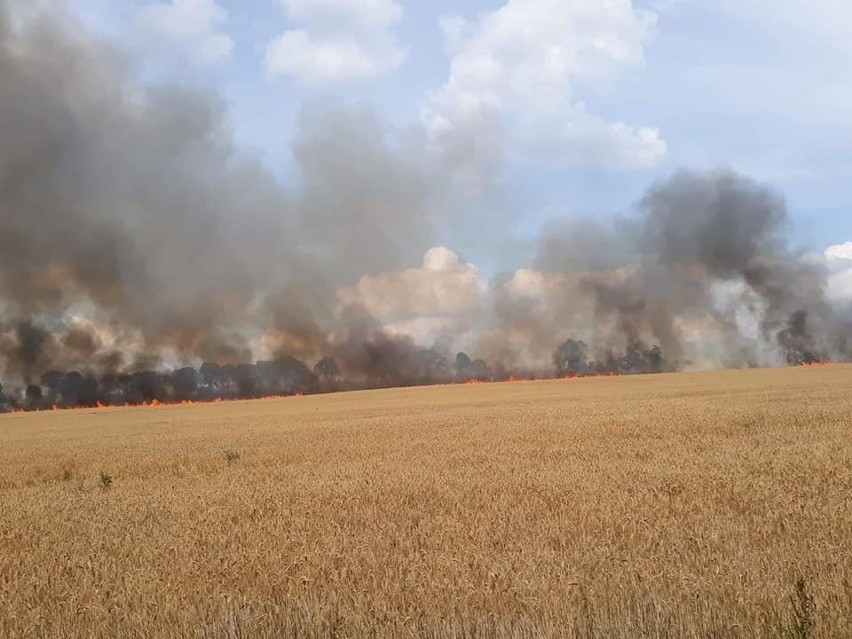 Powiat stargardzki. Paliły się zboża i ścierniska 