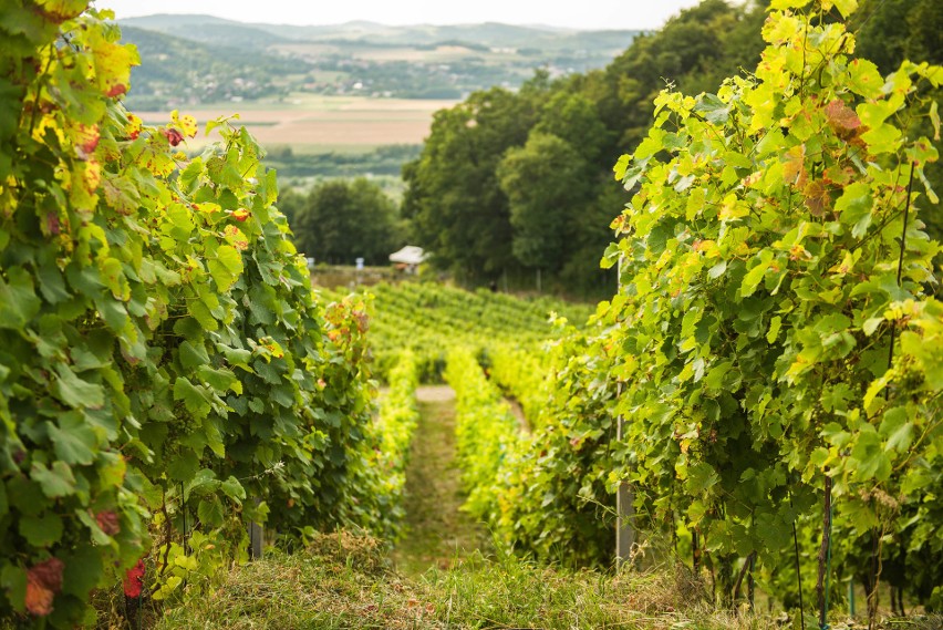 Tarnów stanie się małopolską stolicą winiarstwa? Obok Parku Sanguszków ma zostać odtworzona winnica