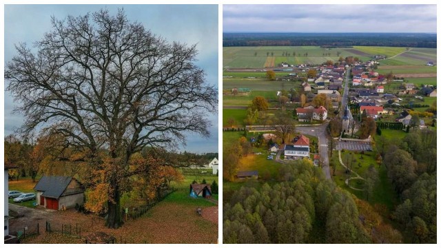 Dąb Centawiański rośnie w centrum Centawy (w gminie Jemielnica)