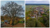 Dąb z Opolszczyzny rywalizuje o miano Drzewa Roku 2024. Dąb Centawiański z gminy Jemielnica jednym z najpiękniejszych drzew w Polsce