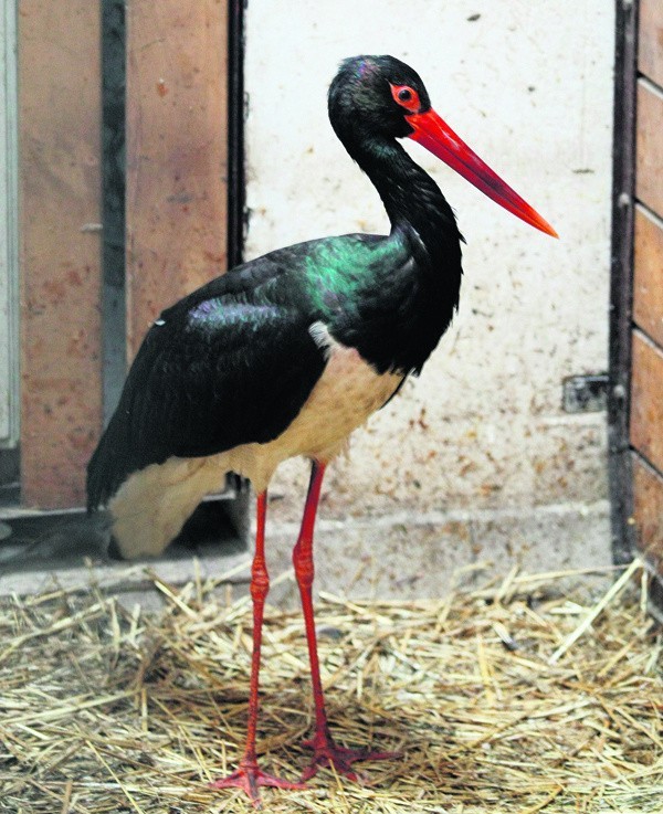 W łódzkim zoo mieszka dziewięć bocianów czarnych, jeden...