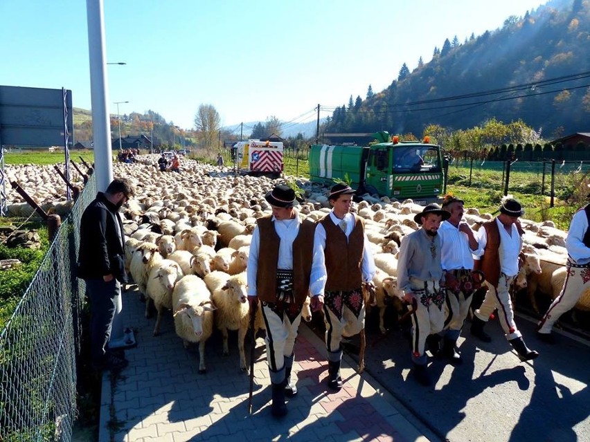 Jesienny redyk w Szczawnicy. Setki owiec przeszło przez centrum miasta [ZDJĘCIA]