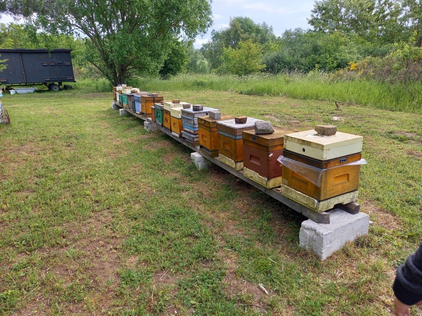 Gorzowska elektrociepłownia pomaga pszczołom.