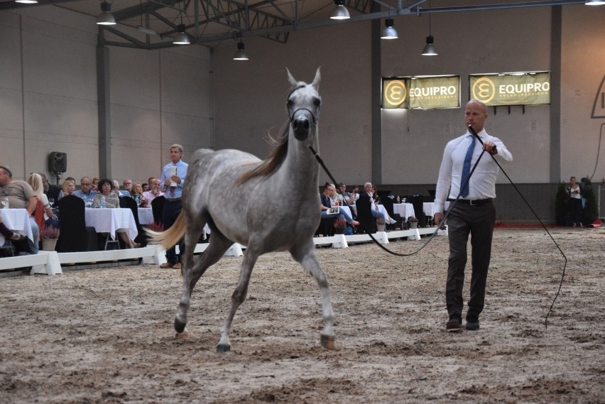 Pokaz ogiera i klaczy aukcyjnych zakończyły święto koni arabskich w Michałowicach [ZDJĘCIA]