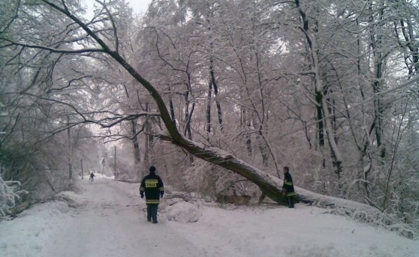 Strażacy z OSP Ściborzyce Wielkie w gminie Kietrz usuwają drzewo z linii niskiego napięcia. To już drugie w tym miejscu.  W nocy nieco dalej zostały zerwane wszystkie przewody linii.