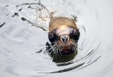 Nowa mieszkanka zoo - krnąbrna uchatka Dolly