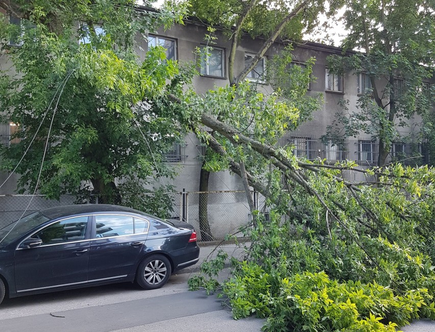 Na ul. Kasztanowej w Bydgoszczy złamało się drzewo, które...