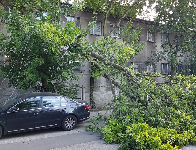 Na ul. Kasztanowej w Bydgoszczy złamało się drzewo, które spadło na ziemię. W wyniku tego zdarzenia zerwana została linia energetyczna. Flash INFO odcinek 19 - najważniejsze informacje z Kujaw i Pomorza