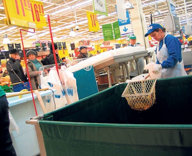 W okresie przedświątecznym łatwo można znaleźć dorywczą i nieźle płatną pracę przy sprzedaży karpi, np. w supermarketach.